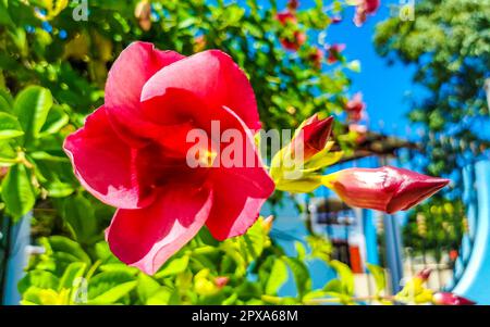 Purpurrosa und rot Purple Allamanda Blumen und Pflanzen Pflanzen im tropischen Garten Dschungelwald und Natur in Zicatela Puerto Escondido Oaxaca M. Stockfoto