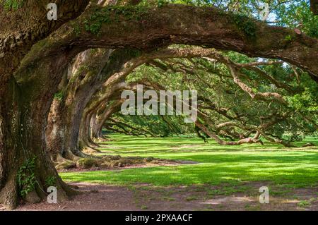 Ein riesiger Ast einer lebenden Eiche zieht sich in einem langen, flachen Bogen über den grünen Rasen, mit einer Reihe ähnlicher Äste daneben auf der Oak Alley Plantation, Vacherie, Louisiana. Stockfoto