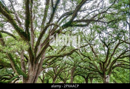 Schaut direkt hinauf in die verschlungenen Äste alter lebender Eichen, an denen grünes Wachstum an den Zweigen haftet, in der Oak Alley Plantation, Vacherie, Louisiana. Stockfoto