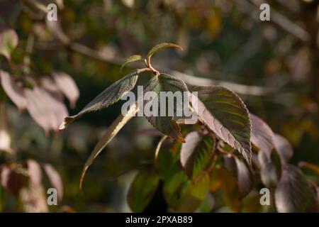 Dogwood Cornus sanguinea, Blatthintergrund, selektiver Fokus Stockfoto