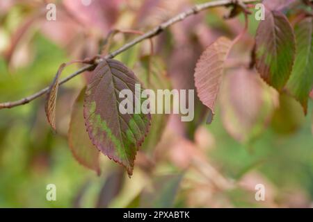 Dogwood Cornus sanguinea, Blatthintergrund, selektiver Fokus Stockfoto