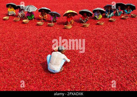 Rajshahi, Bangladesch. 2. Mai 2023, Bogra, Rajshahi, Bangladesch: Reihen von Arbeitern verstecken sich unter Regenschirmen vor der brennenden Hitze, während sie mühsam durch einen roten Teppich von Millionen Chili-Paprika in Bogra, Bangladesch sortieren. Um die Arbeiter, die sie nacheinander sortieren, sind erstaunliche 1 Millionen Chilischoten. Die getrockneten und sortierten Chilischoten werden dann verpackt und auf den lokalen Markt gebracht, wo sie hauptsächlich von Unternehmen zur Herstellung von Chilipulver gebracht werden. Kredit: ZUMA Press, Inc./Alamy Live News Stockfoto