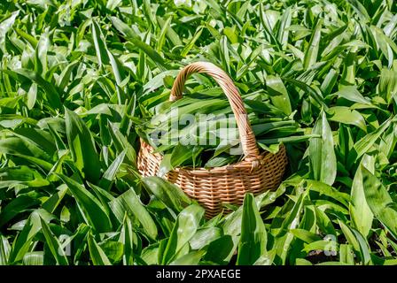 Selektiver Fokus auf Korb aus Korb mit frisch gepflücktem natürlichen Wildknoblauch und grünen Blättern von Allium ursinum. Korb beim Anbau von wildem Knoblauch in der Natur. Stockfoto