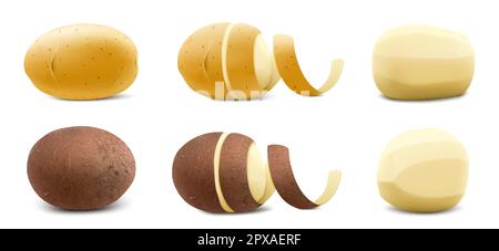 Set aus neuer gelber und brauner roher ganzer ungeschälter Kartoffel und geschälter Kartoffel mit gedrehter Schale. Schließen. Isoliert auf weißem Hintergrund. Realistischer 3D-Vektor Stock Vektor
