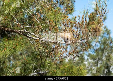 Ein Nest in einer Kiefer im Taurusgebirge bei Alanya, Türkei, trägt die vermeintlichen Zeichen eines Kiefernprozessionsmottenbefalls. Das Nest von Tha Stockfoto