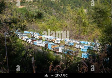 Dutzende von Bienenstöcken, die sorgfältig auf einer kleinen Fläche mit flachem Land angeordnet wurden, um die blühende Imkereiindustrie in der Nähe des Dorfes Uğurlu im Taur zu präsentieren Stockfoto