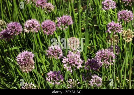 Sibirischer Lauch (Allium nutans) im Botanischen Garten, Nordrhein-Westfalen, Deutschland, Bonn Stockfoto