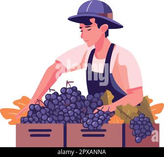 Männer, die reife Trauben für die Weinherstellung ernten Stock Vektor