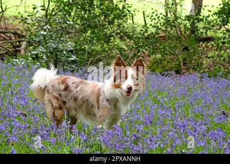 In Bluebell Woods, Surrey, Großbritannien, stand ein dreifarbiger, roter Merle Border Collie. Stockfoto