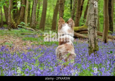 In Bluebell Woods, Surrey, Großbritannien, stand ein dreifarbiger, roter Merle Border Collie. Stockfoto