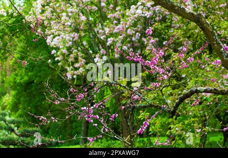 Ehrwürdige Kirschblüte im japanischen Garten in Maulevrier, Pays de la Loire, Frankreich. In den Sonnenstrahlen Mitte Mai. Interessantes Moos auf einem Kirschbaum Stockfoto