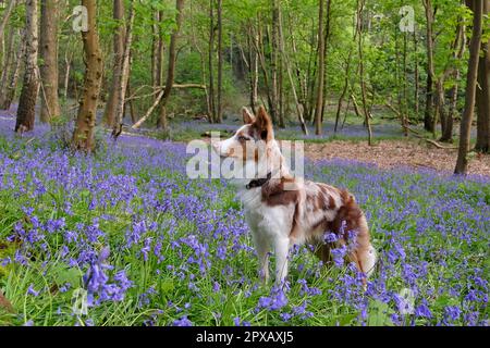 In Bluebell Woods, Surrey, Großbritannien, stand ein dreifarbiger, roter Merle Border Collie. Stockfoto