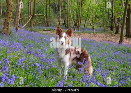 In Bluebell Woods, Surrey, Großbritannien, stand ein dreifarbiger, roter Merle Border Collie. Stockfoto