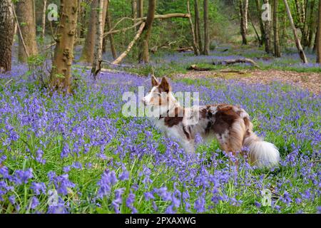 In Bluebell Woods, Surrey, Großbritannien, stand ein dreifarbiger, roter Merle Border Collie. Stockfoto