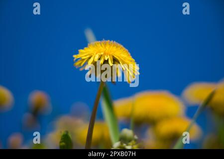 Löwenzahn Blume gegen blauen Himmel Stockfoto