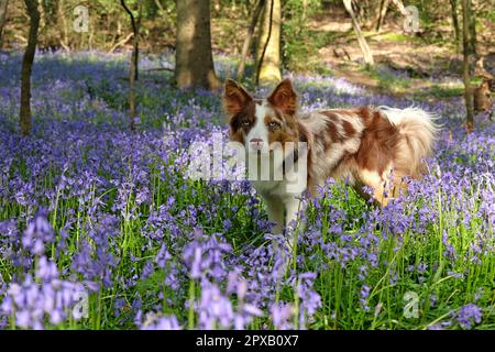 In Bluebell Woods, Surrey, Großbritannien, stand ein dreifarbiger, roter Merle Border Collie. Stockfoto