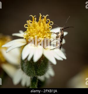 Eine Motte auf einer Blume saugt den Nektar aus. Stockfoto