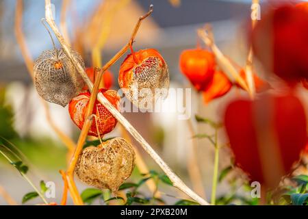 Die orangefarbenen Laternen fruchtigen Calyces) von Physalis alkekengi oder Blasenkirsche oder chinesische japanische Laterne auch ruft Winterkirsche. Blumen Pflanzen. Stockfoto