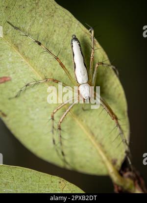 Eine weiße Luchs-Spinne, die auf einem grünen Blatt sitzt. Stockfoto