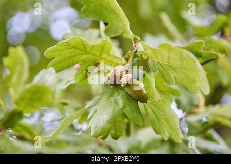 Eichenzweig mit grünen Blättern und Eicheln an einem sonnigen Tag. Eiche im Sommer. Unscharfer Blatthintergrund. Nahaufnahme. Stockfoto