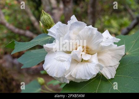 Nahaufnahme der weißen Hibiskus mutabilis Blume alias Confederate Rose oder Dixie Rosemallow mit Laub isoliert im Freien auf natürlichem Hintergrund Stockfoto