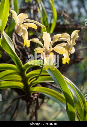 Nahaufnahme der hinterleuchteten gelben und weißen Blüten von im Freien blühenden epiphytischen Orchideenarten der Vanda denisoniana Stockfoto