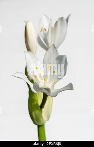 Nahaufnahme frischer, heller, weißer Blüten der Proiphys amboinensis alias Cardwell Lily oder nördliche Weihnachtslilie isoliert auf weißem Hintergrund Stockfoto