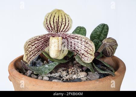 Nahaufnahme der lila-roten und cremeweißen Blume der Frauenschuhorchideen paphiopedilum myanmaricum, isoliert auf weißem Hintergrund Stockfoto