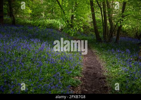 Hyacinthoides non-scripta-atemberaubende Glockenblüten im Dappled Light in Forest Stockfoto