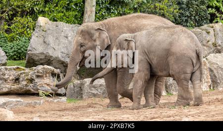 Sri-lankischer Elefant, Elephas maximus maximus, Mutter und Kalb Stockfoto