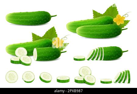 Schlangengurken bereit. Ganze frische Gurken, halb, gehackt, Scheiben und Gurken. Ein Satz Gurkenpflanzenteile, Blätter, Blüten. Bio-Gemüse. Gesund Stock Vektor