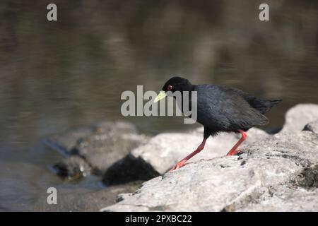 Negerralle / Schwarzer Krake / Amaurornis flavirostra Stockfoto