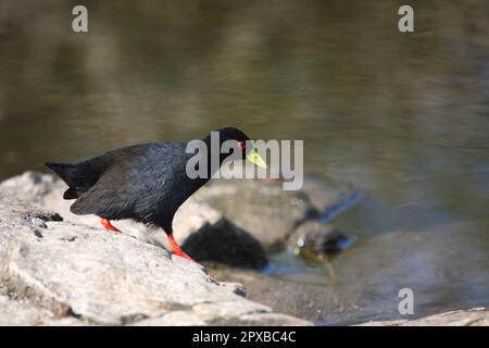 Negerralle / Schwarzer Krake / Amaurornis flavirostra Stockfoto