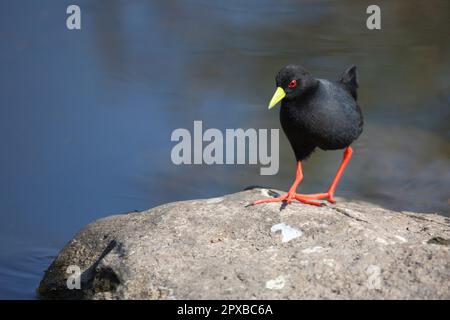 Negerralle / Schwarzer Krake / Amaurornis flavirostra Stockfoto