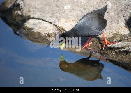 Negerralle / Schwarzer Krake / Amaurornis flavirostra Stockfoto