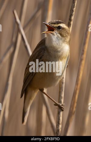 Sedge Warbler singt in einem Schilfbett Stockfoto