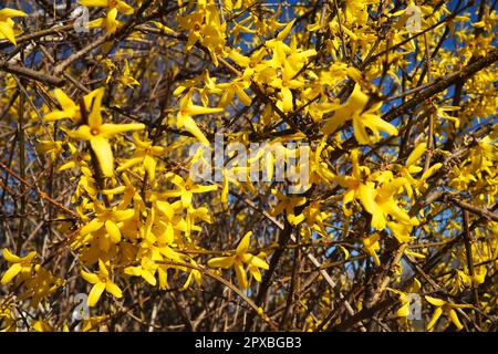 Forsythia ist eine Gattung von Sträuchern und kleinen Bäumen der Familie Oliven. Zahlreiche gelbe Blüten auf Ästen und Triebe. Klasse Dikotyledonischer Orden Lamiace Stockfoto