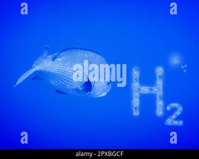 Erneuerbare reine Energie h2 Wasserstoffbuchstaben und ein großer Fisch in tiefblauem Wasser Stockfoto