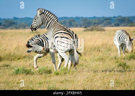 Zwei Zebras spielen in der afrikanischen Savannah miteinander und haben Spaß. Safari-Ausflug, Schönheit in der Natur. Stockfoto