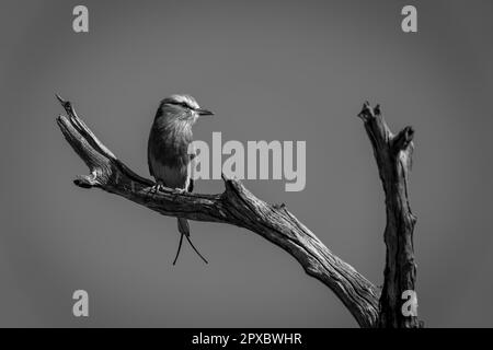 Einteilige lilafarbene Walze auf dem Baum dreht den Kopf Stockfoto