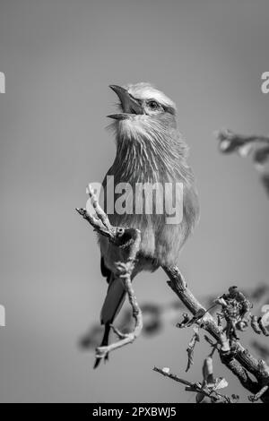 Einlila-Brüllenwalze am Astöffnungsschnabel Stockfoto