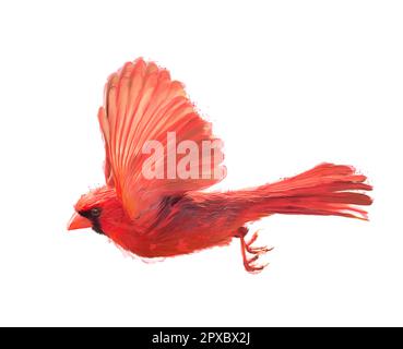 Männlicher Nordkardinal fliegend, Aquarellmalerei isoliert auf weißem Hintergrund Stockfoto