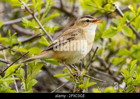 Sedge Warbler singt im Busch Stockfoto