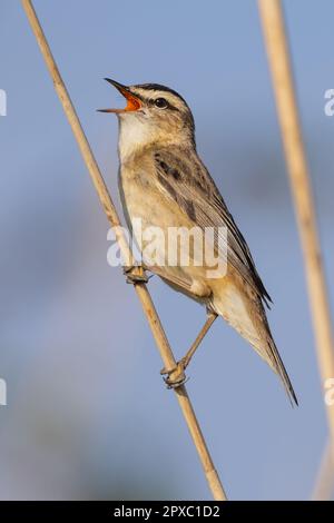 Sedge Warbler singt, während er sich an einen Schilfstiel klammert Stockfoto