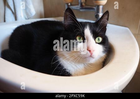 Der schwarz-weiße Kater Vasily wurde wütend, als er im Waschbecken aufwachte und sich vorsichtig umschaute. Eine Ruhestätte für Katzen. Veterinär und Haustier C. Stockfoto