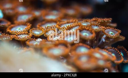 Unterwasserfoto - Orangenblüten wie weiche Korallen, Zoanthus-Arten, die Licht unter UV-Lampe ausstrahlen, abstrakter mariner Hintergrund, geringe Tiefenschärfe Stockfoto