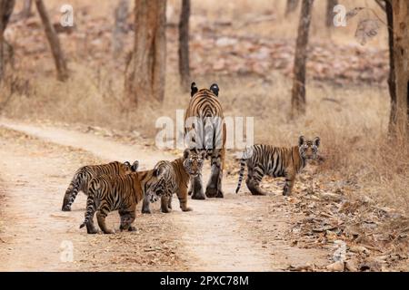 Königlicher bengalischer Tiger, Panthera tigris tigris, weiblich, Jungen, Panna Tiger Reserve, Madhya Pradesh, Indien, Stockfoto