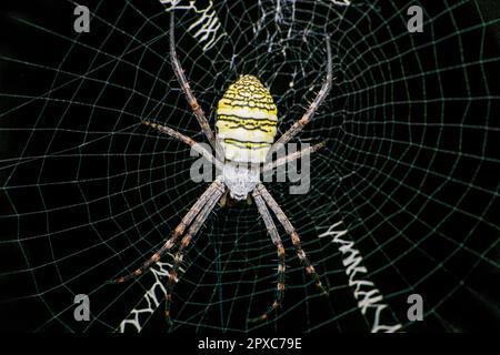 Unverkennbare Spinne und Spinnennetz, Satara, Maharashtra, Indien Stockfoto