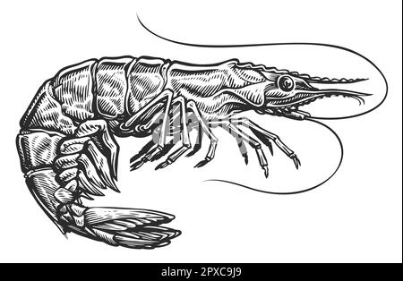 Krabbenskizze. Meerestier im Vintage-Gravurstil. Ganze Garnelen, Meeresfrüchte-Illustration Stockfoto