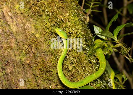 Gefahr grüne Schlange seitlich gestreifte Palmviper oder seitlich gestreifte Palmviper (Bothriechis lateralis) giftige Grubenviper Arten in den Bergen von gefunden Stockfoto